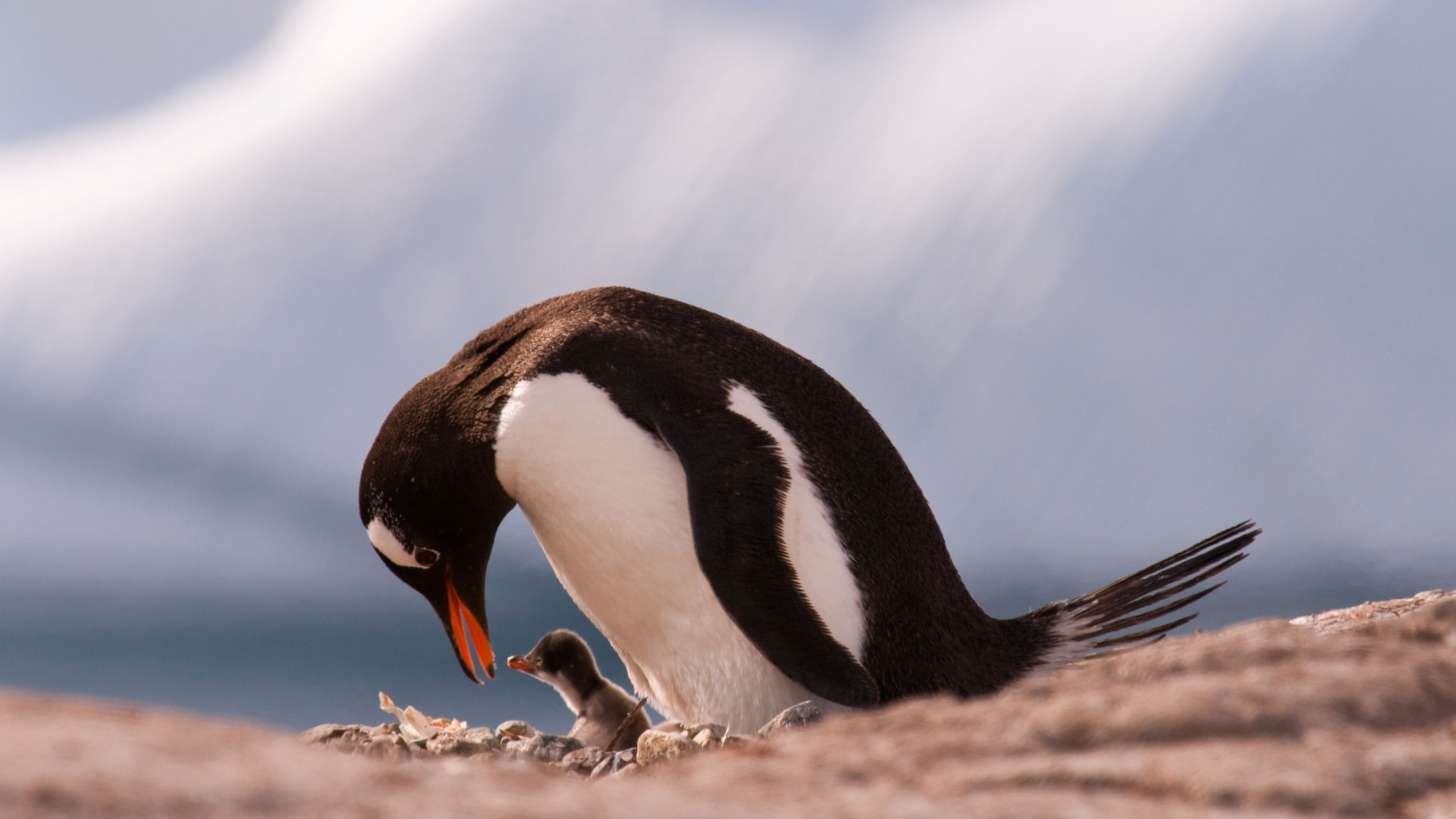 Antarctica en Patagonië